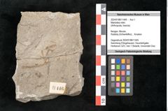 Foto (Objekt + Etikett) von Mantodea indet.  (NHMW-GEO-2024-0188-11446)